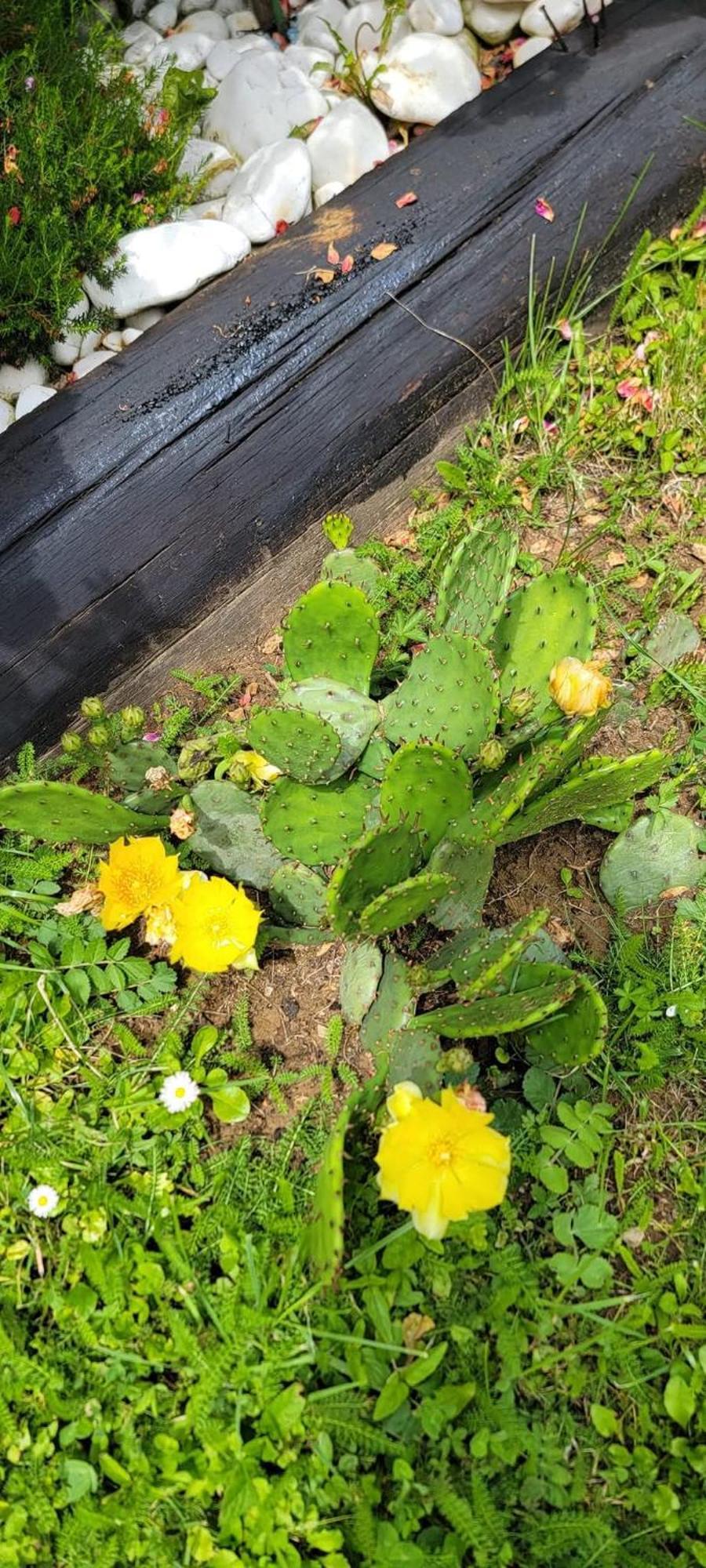 Vila Jovana Vrdnik Dış mekan fotoğraf