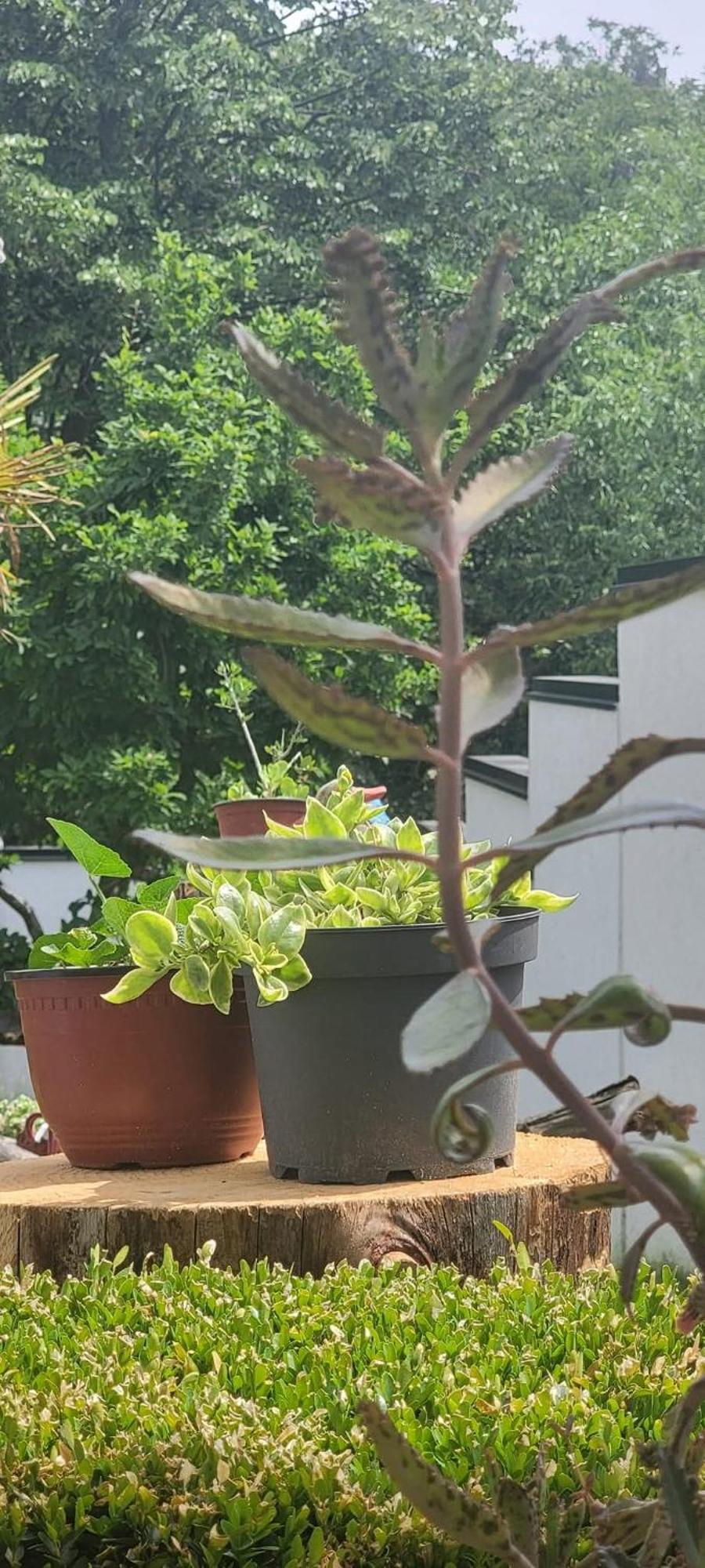 Vila Jovana Vrdnik Dış mekan fotoğraf
