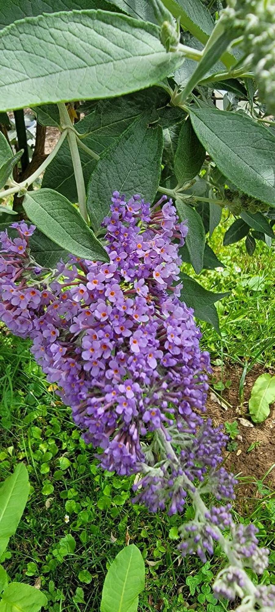 Vila Jovana Vrdnik Dış mekan fotoğraf
