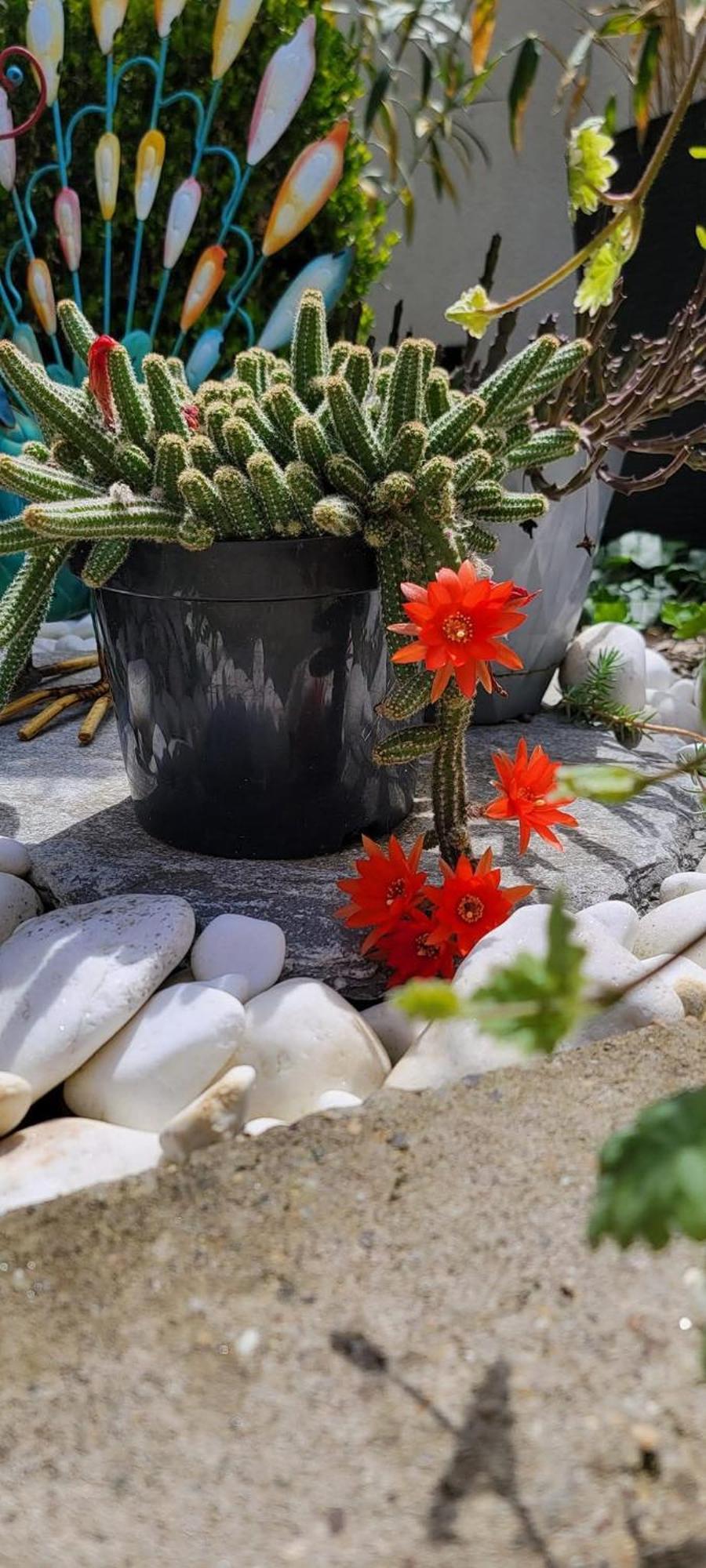 Vila Jovana Vrdnik Dış mekan fotoğraf