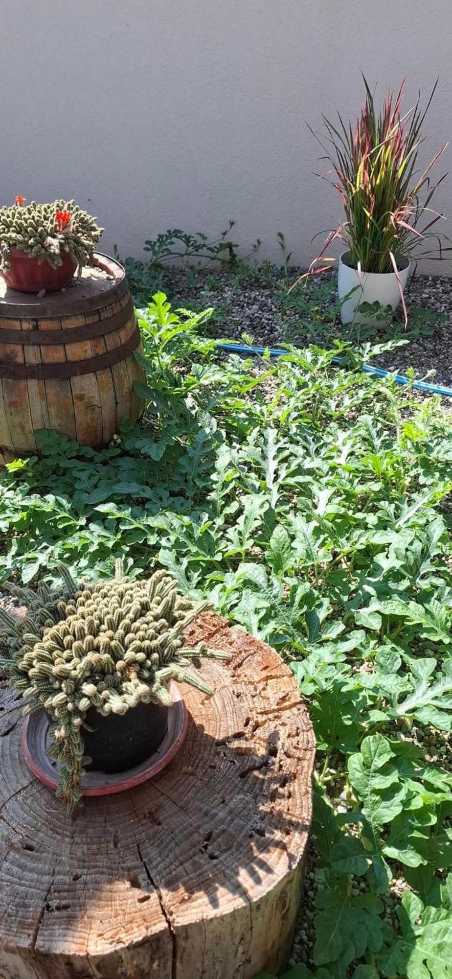 Vila Jovana Vrdnik Dış mekan fotoğraf